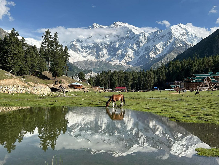 Fairy meadows